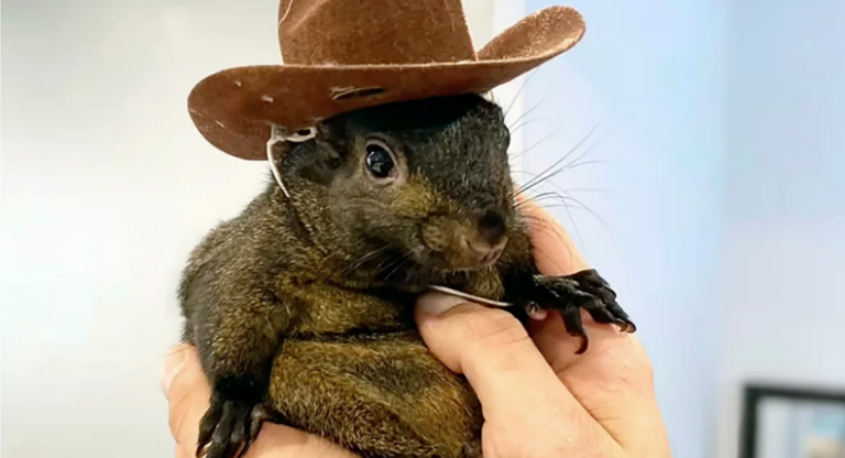 Brèves new-yorkaises : La triste fin de Peanut, l’écureuil star des réseaux sociaux