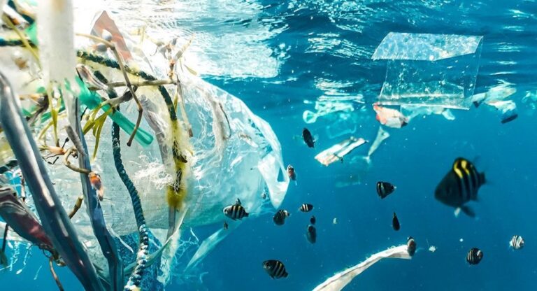 À Miami, experts français et acteurs locaux unis pour les océans