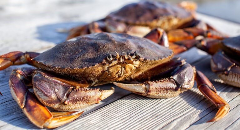 Le Dungeness crab est là ! Nos adresses pour le déguster à San Francisco et dans sa région