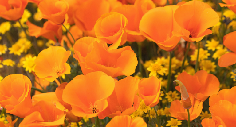 Où contempler les floraisons sauvages ce printemps dans la Baie de San Francisco ?