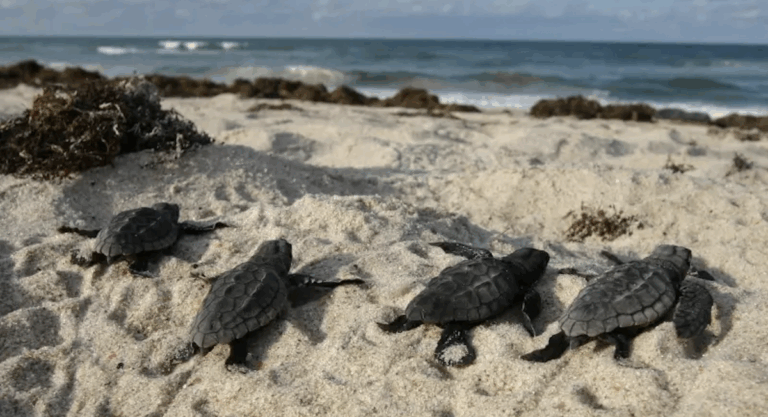 Observer la ponte des tortues en Floride, mode d’emploi