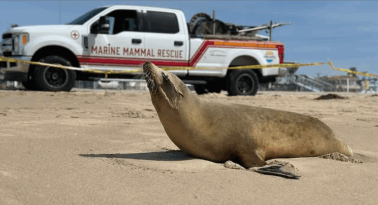 Pourquoi les animaux marins s’échouent-ils sur les côtes du sud de la Californie ?