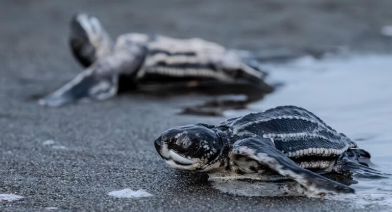 Observer la ponte des tortues en Floride, mode d’emploi