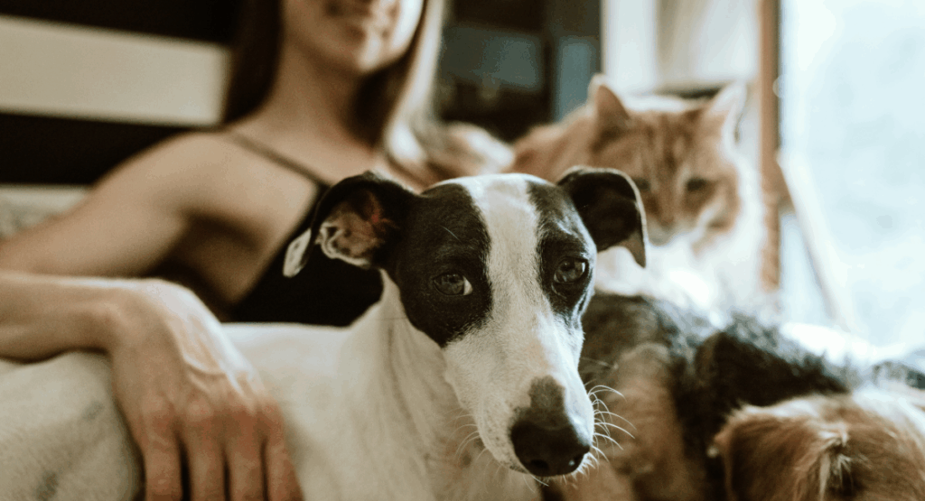Vie d’Expat : 30 millions d’amis… Et moi, et moi, et moi ?