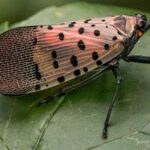 Pourquoi faut-il écraser (et tuer) les « spotted lanternflies » aux États-Unis ?