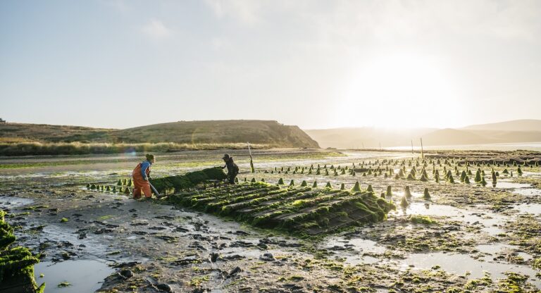 Les huîtres de Tomales Bay, le trésor de la Californie du nord