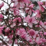 Les magnolias en fleur dans la Bay Area : les spots incontournables