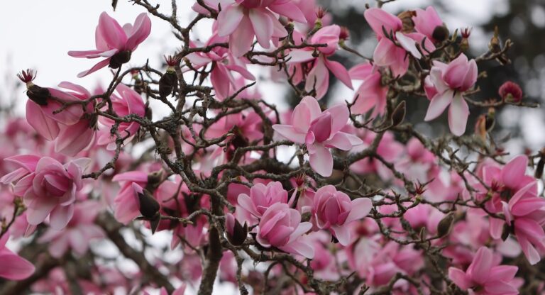 Les magnolias en fleur dans la Bay Area : les spots incontournables