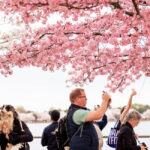 Cherry Blossoms 2026 : Quand et où profiter des cerisiers en fleur à Washington ?