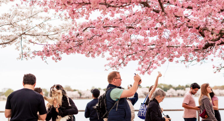 Cherry Blossoms 2026 : Quand et où profiter des cerisiers en fleur à Washington ?