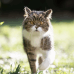 Pourquoi voit-on rarement des chats dans les jardins aux États-Unis ? 