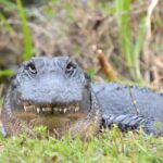 La Floride côté nature : où et quand y découvrir la faune sauvage