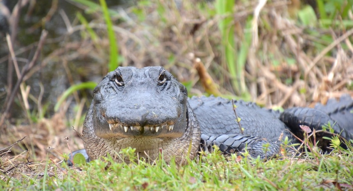 La Floride côté nature : où et quand y découvrir la faune sauvage